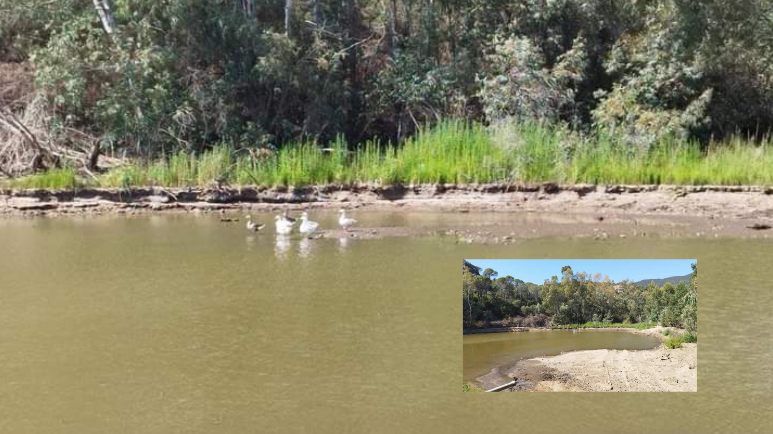 A Capoterra è allarme per le oche di Poggio dei Pini