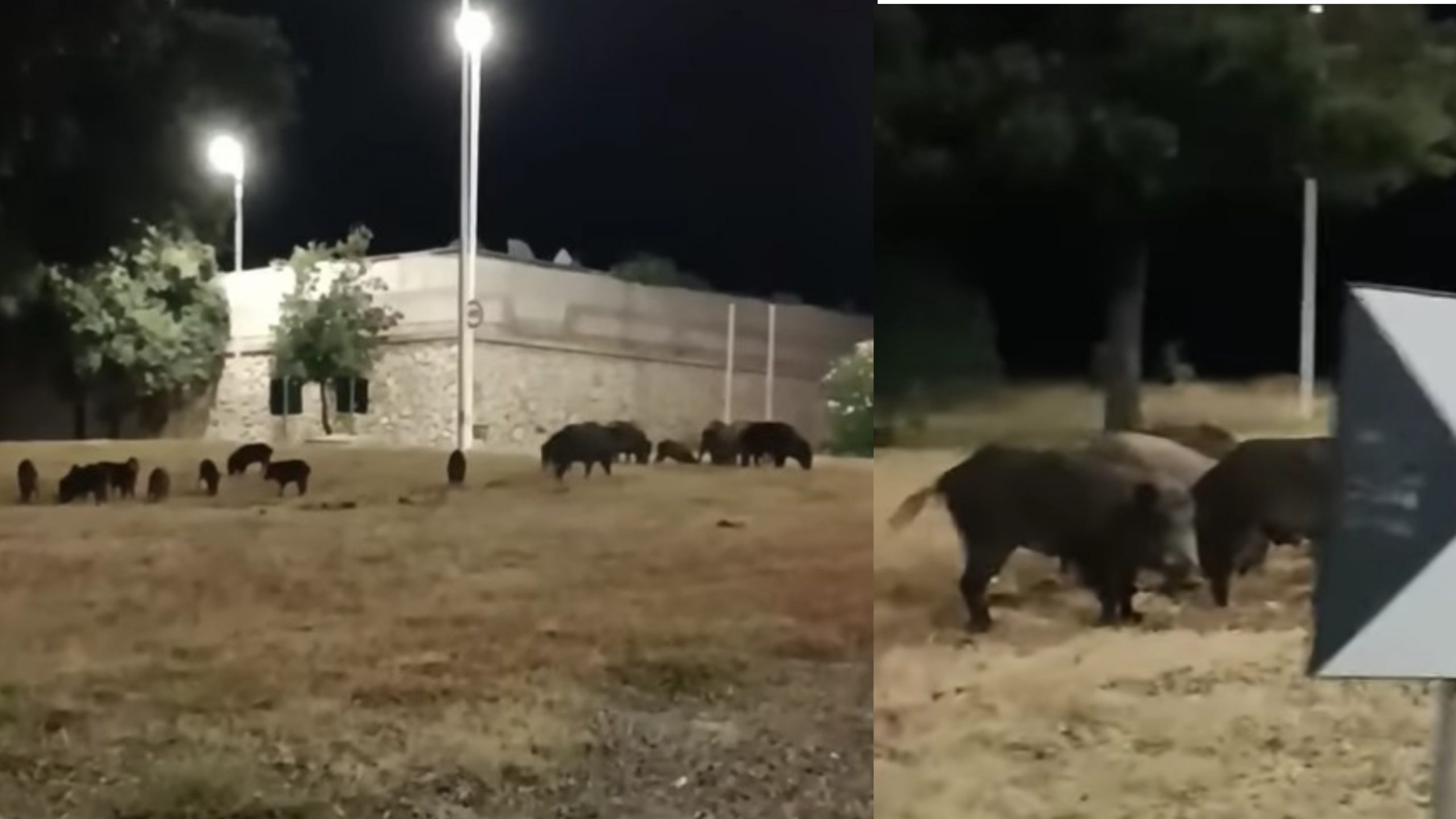 Sinnai, all’ingresso del paese la reunion notturna dei cinghiali