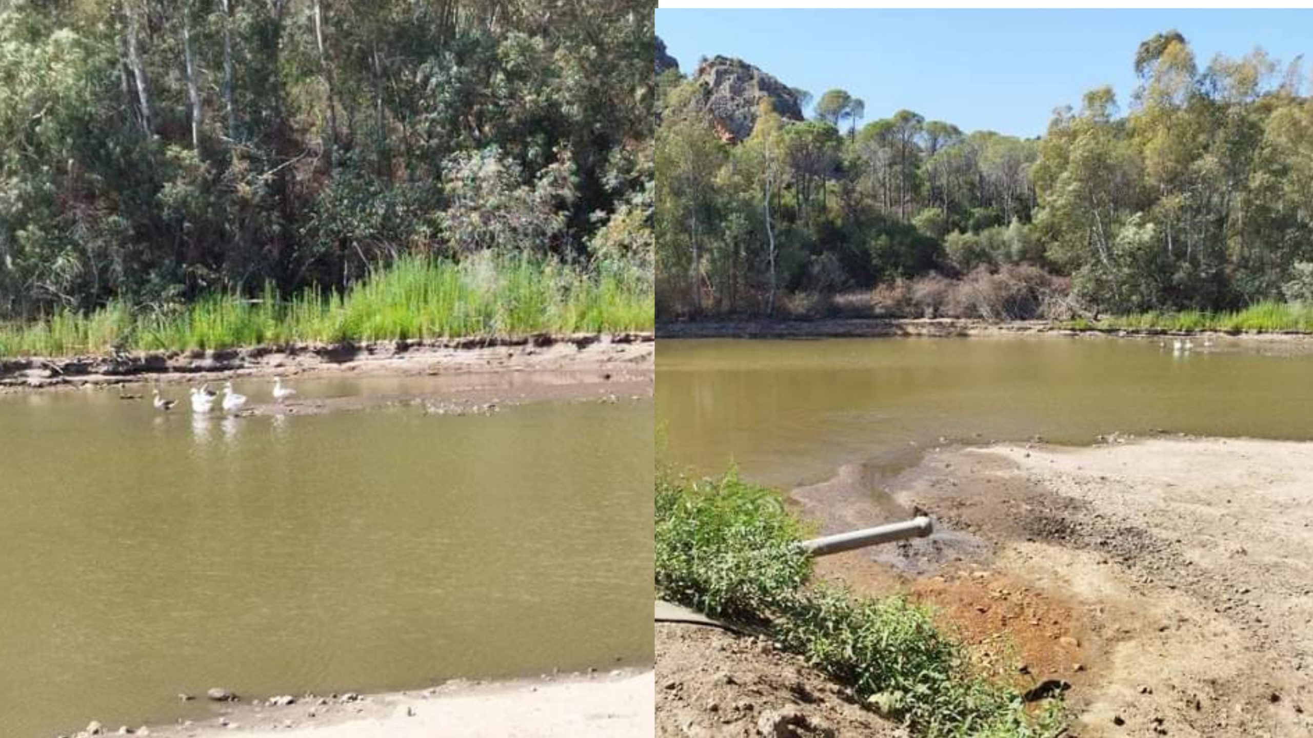 Capoterra, bacini a secco in tutto il territorio: i cervi disperati arrivano sino al mare