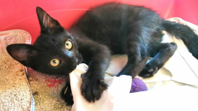 Lanusei, individuati e denunciati alla Procura della Repubblica i responsabili del maltrattamento del gattino