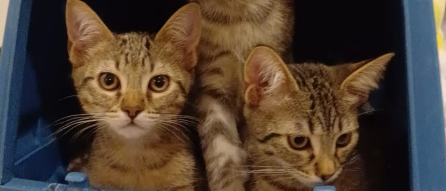 Quartu, adozione del cuore per due dolcissime micine