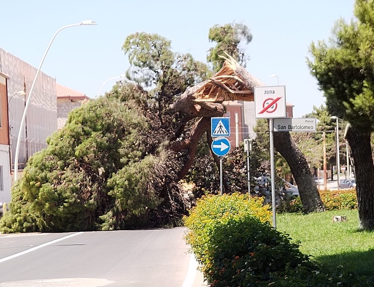 Tragedia sfiorata a Calamosca, un grosso albero si spezza e invade la carreggiata: pericolo in piazza San Bartolomeo