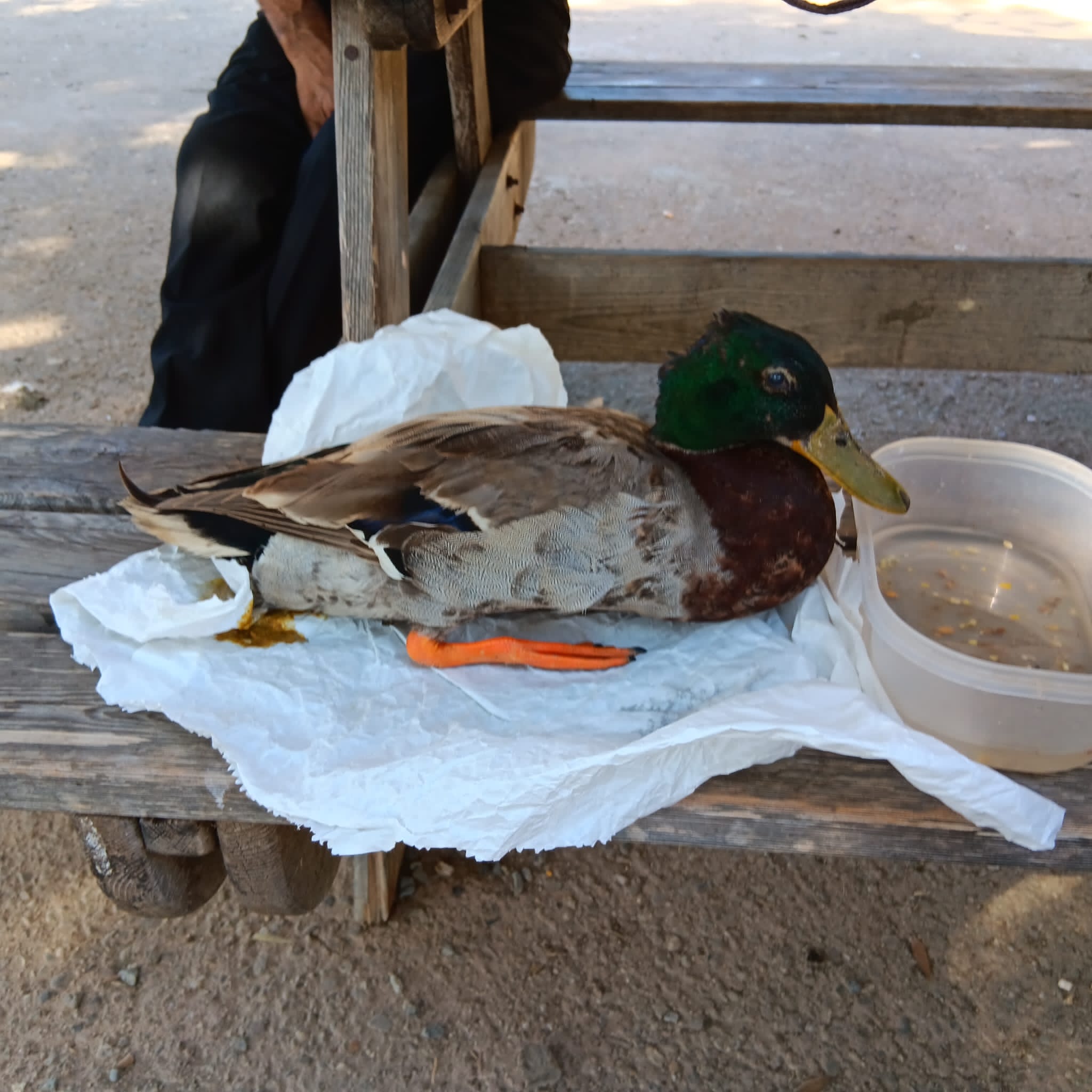 Cagliari, che fine ha fatto il germano reale paralitico di Monte Claro?