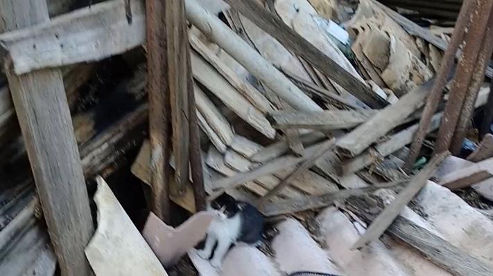 Quartu, il rifugio dei gatti di via Turati distrutto dall’incendio