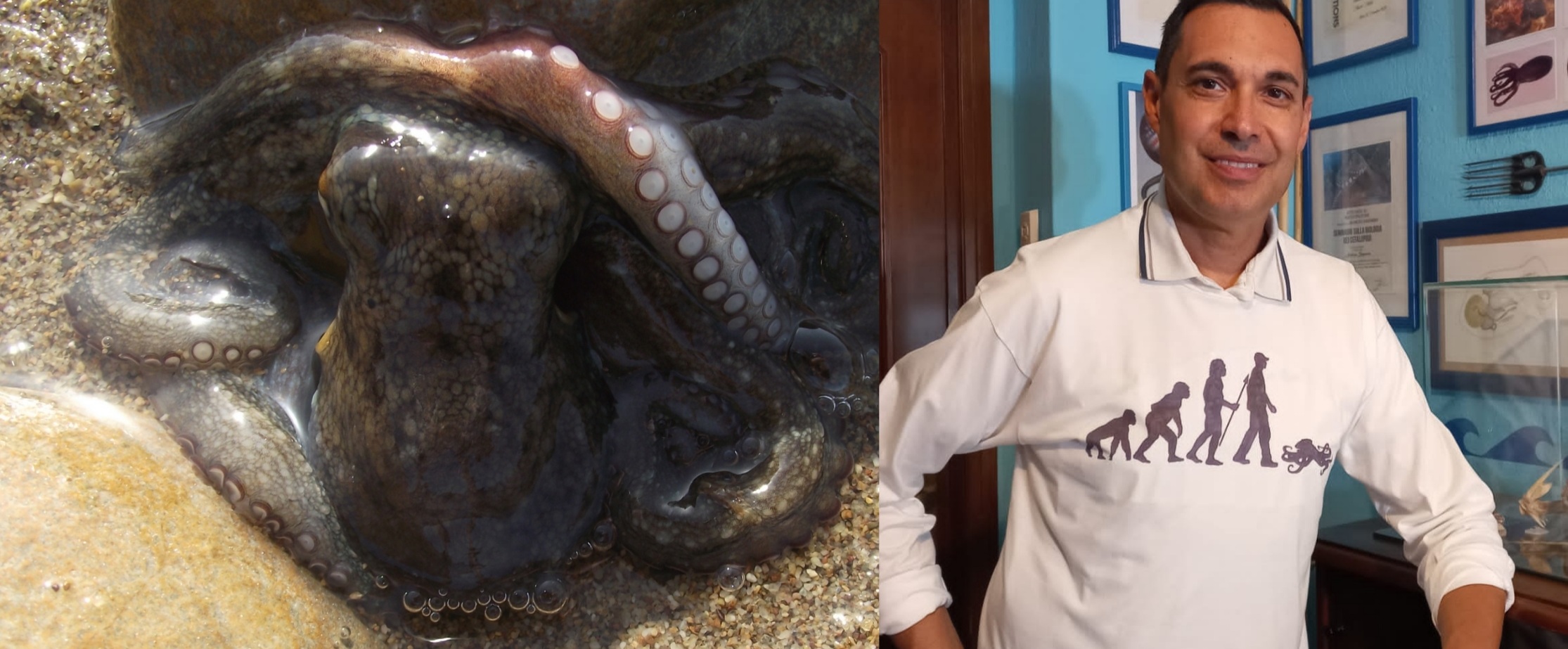 L’intelligenza del polpo: un curioso esempio di raffinata strategia