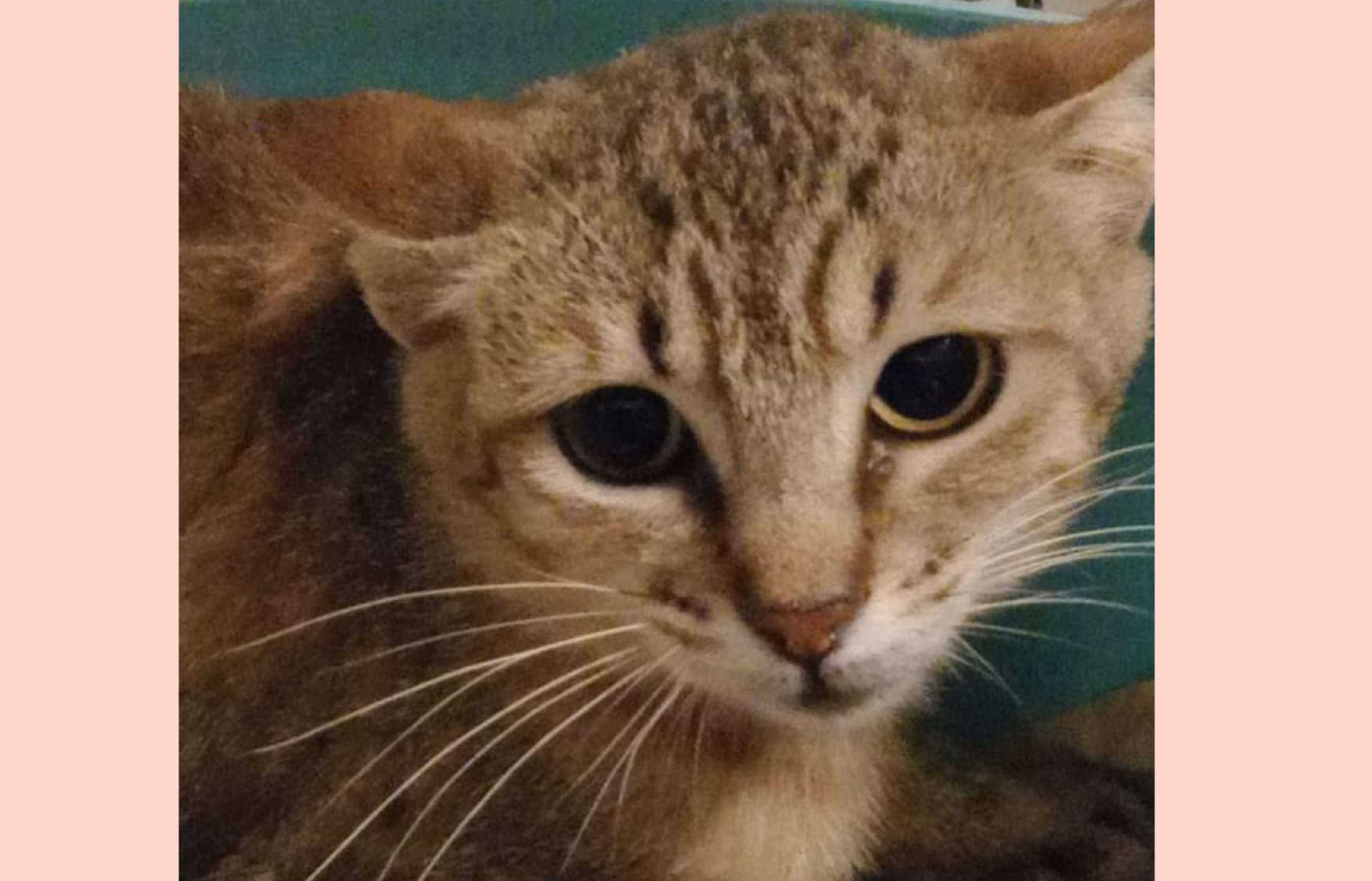 Bruciata con le sigarette, oggi Aurora cerca l’amore di una famiglia