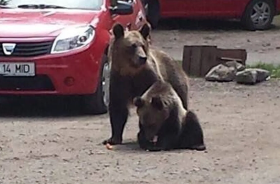 Uccisa l’orsa Kj1, aveva aggredito un turista in Trentino