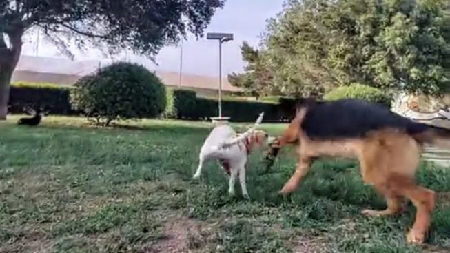 Assemini, un dog park che racchiuda tutte le esigenze di cani e padroni