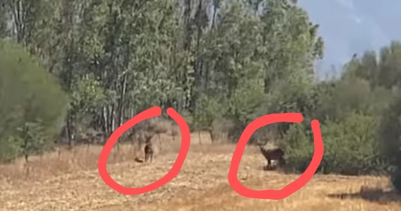 Siliqua, cervi in cerca di acqua e cibo attraversano la ex Ss 130