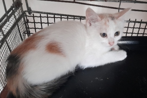 Adozione del cuore per la piccola Valeria