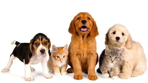 A Cagliari più della metà dei cittadini ha in casa un cane o un gatto: è la seconda città italiana