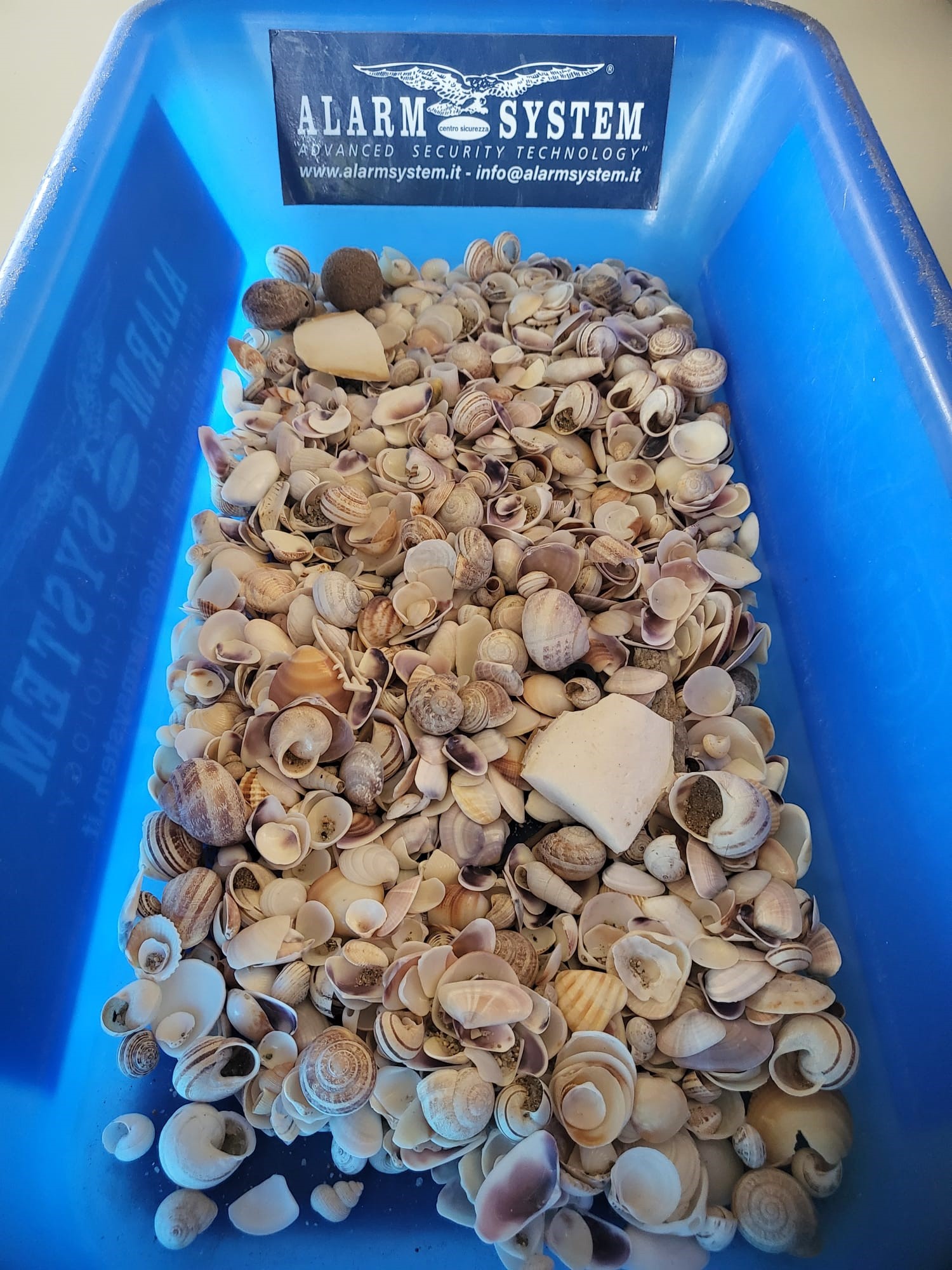 Rubano un kg e 300 grammi di conchiglie dalla spiaggia di Badesi: 2 turisti cafoni bloccati al porto