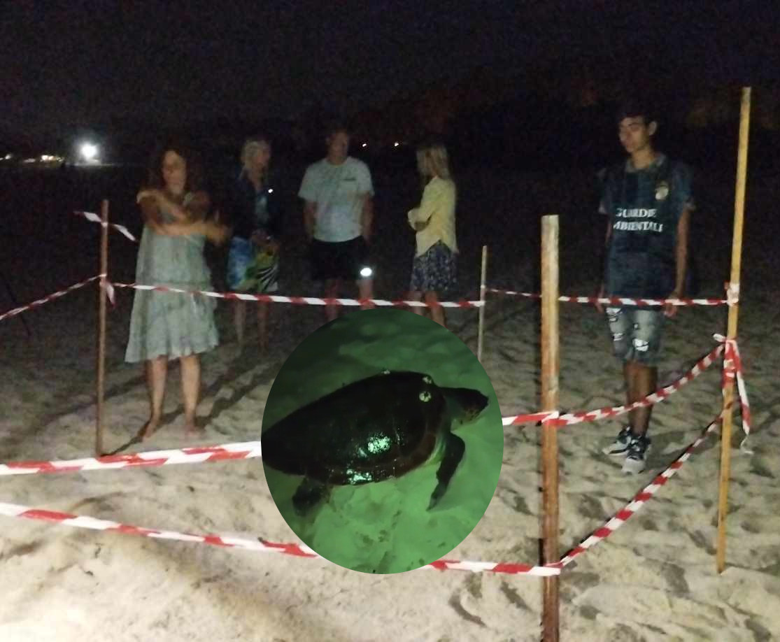 Costa Rei, sorpresa in piena estate: due tartarughe Caretta Caretta fanno il nido davanti ai turisti