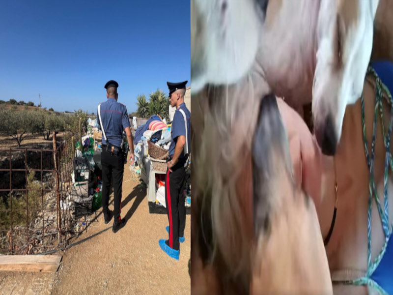 Quartu, il canile lager non è stato smantellato: “Per portare al sicuro 120 cani servono 250mila euro”