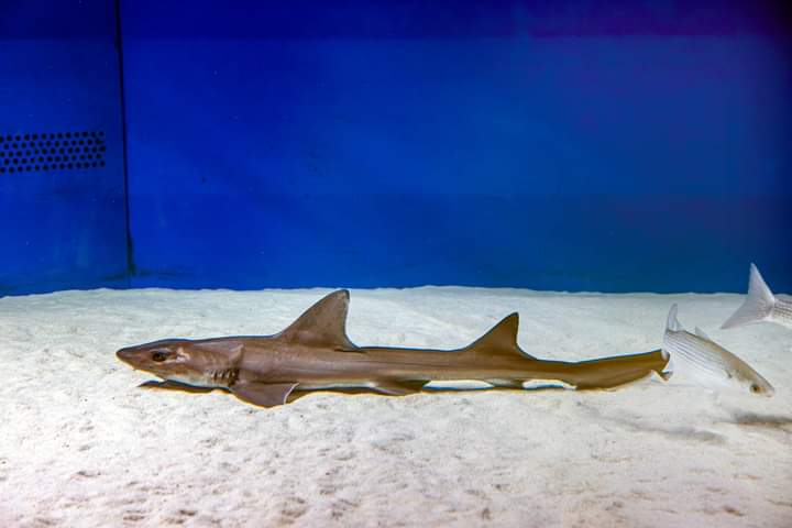 Cala Gonone, la piccola Ispera nata per partenogenesi: primo caso documentato al mondo