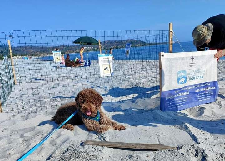 La bella scoperta: un nido di Caretta caretta sulla spiaggia di Capo Comino