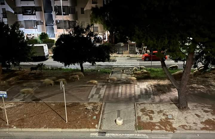 Monserrato, gregge di pecore invade via Porto Botte: “Rischi per automobilisti e animali”