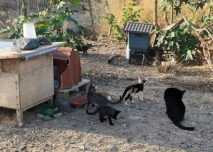 Quartucciu, colonia felina in difficoltà: l’sos lanciato da una volontaria