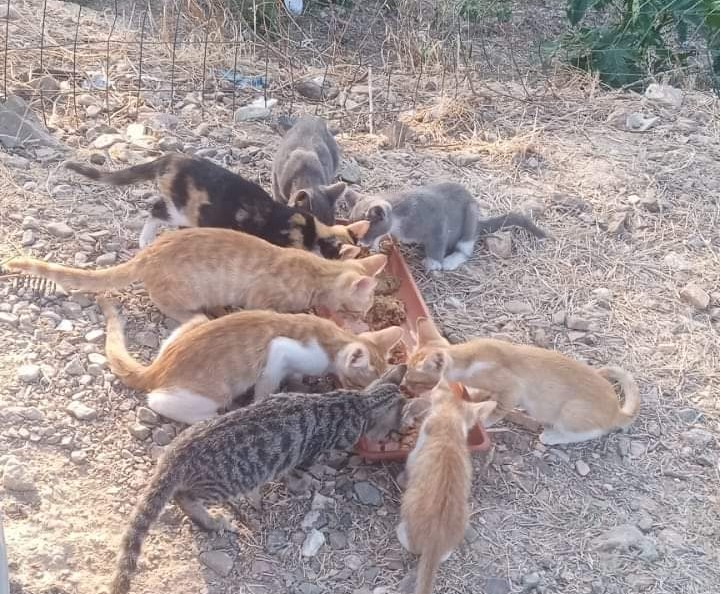 Quartucciu, solidarietà per la colonia felina seguita da una volontaria con problemi di salute