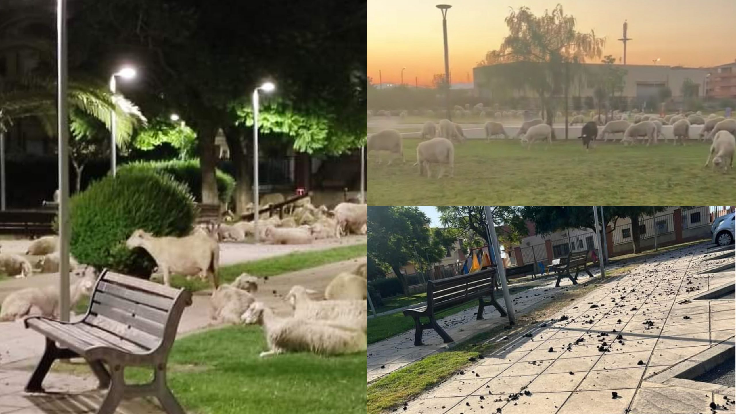 Quartucciu, via le pecore dai parchi cittadini: intimato lo sgombero dell’ovile