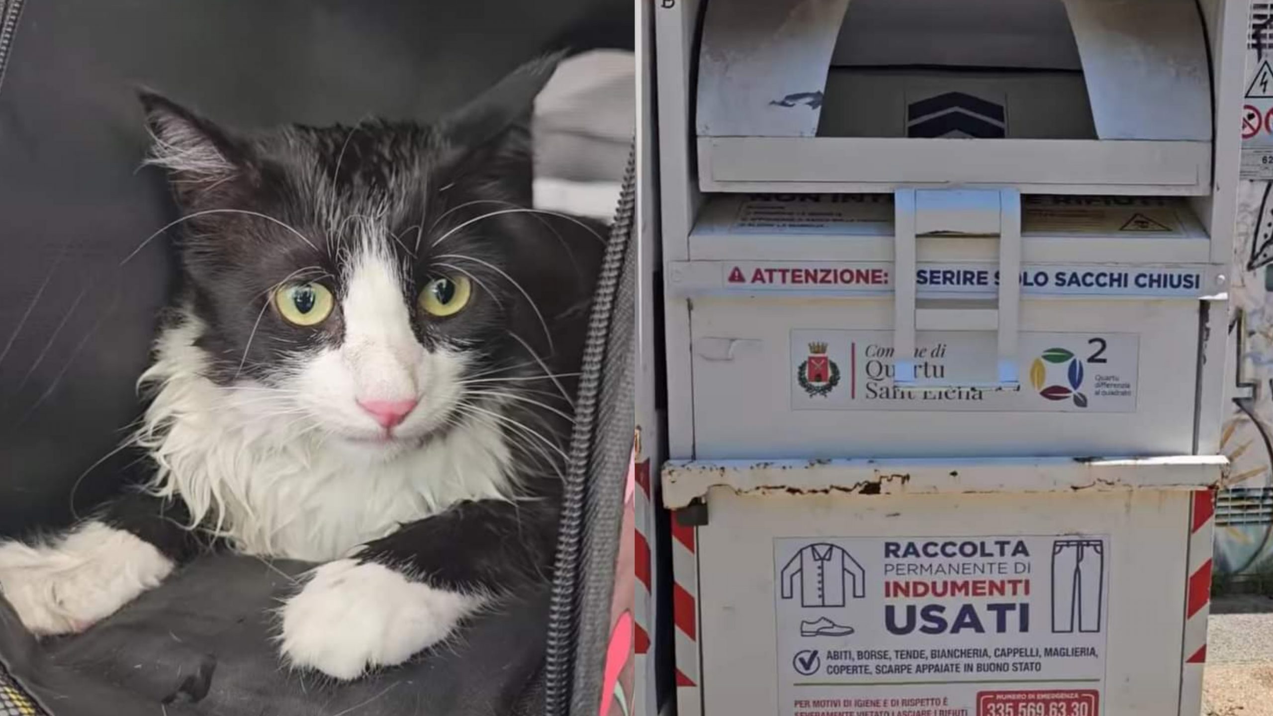 Quartu, gatto rinchiuso in un trasportino e gettato dentro il cassonetto
