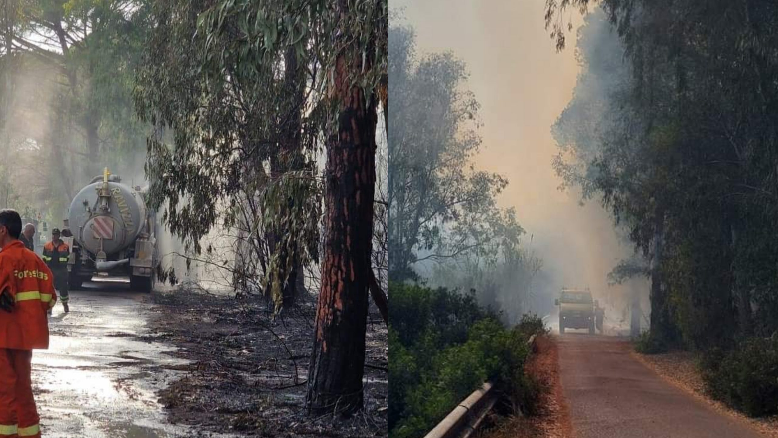 Fiamme anche ad Arborea, un grosso incendio ha interessato la pineta litoranea