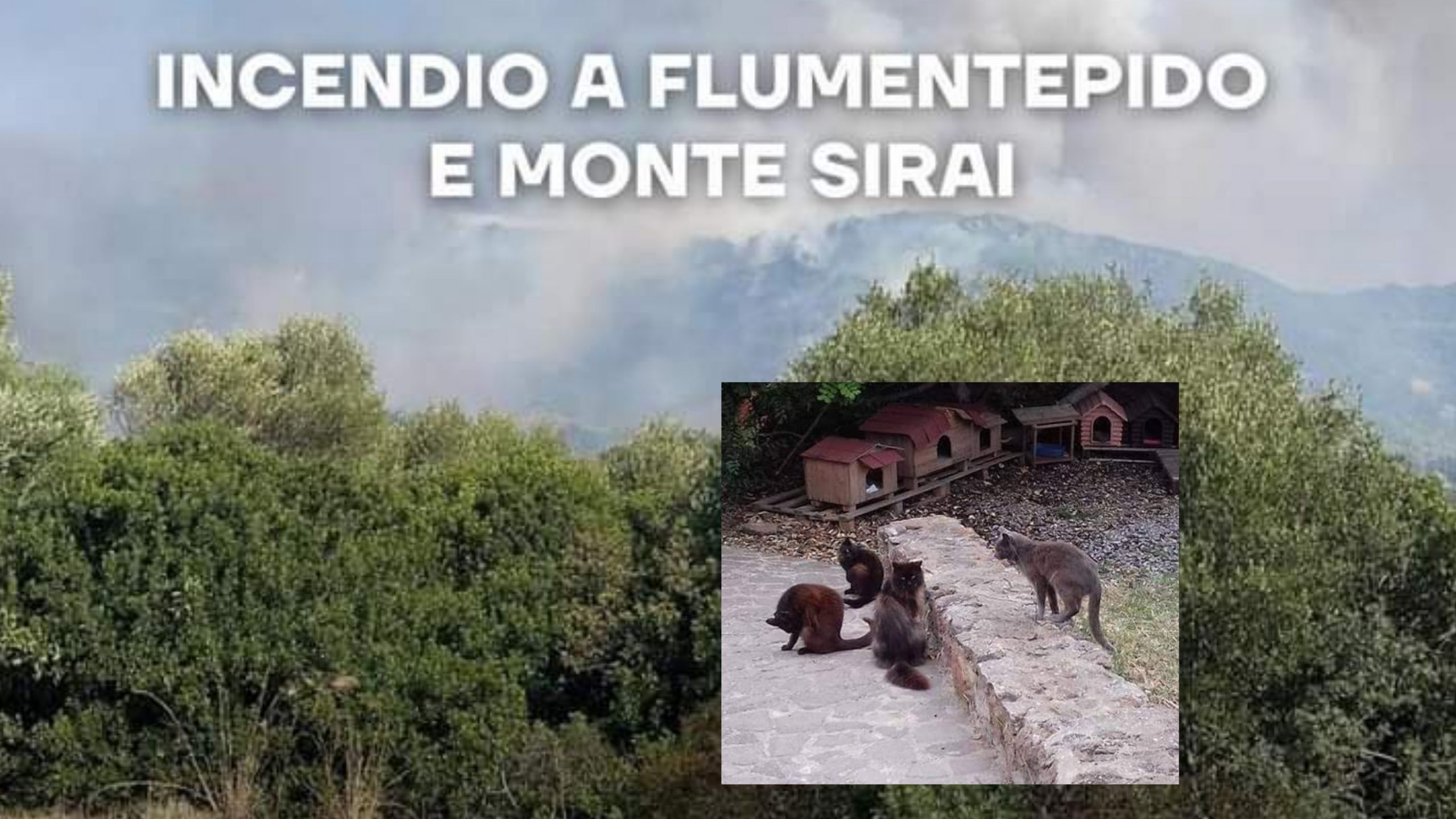 Carbonia, il rogo tra Flumentepido e Monte Sirai minaccia anche la colonia felina