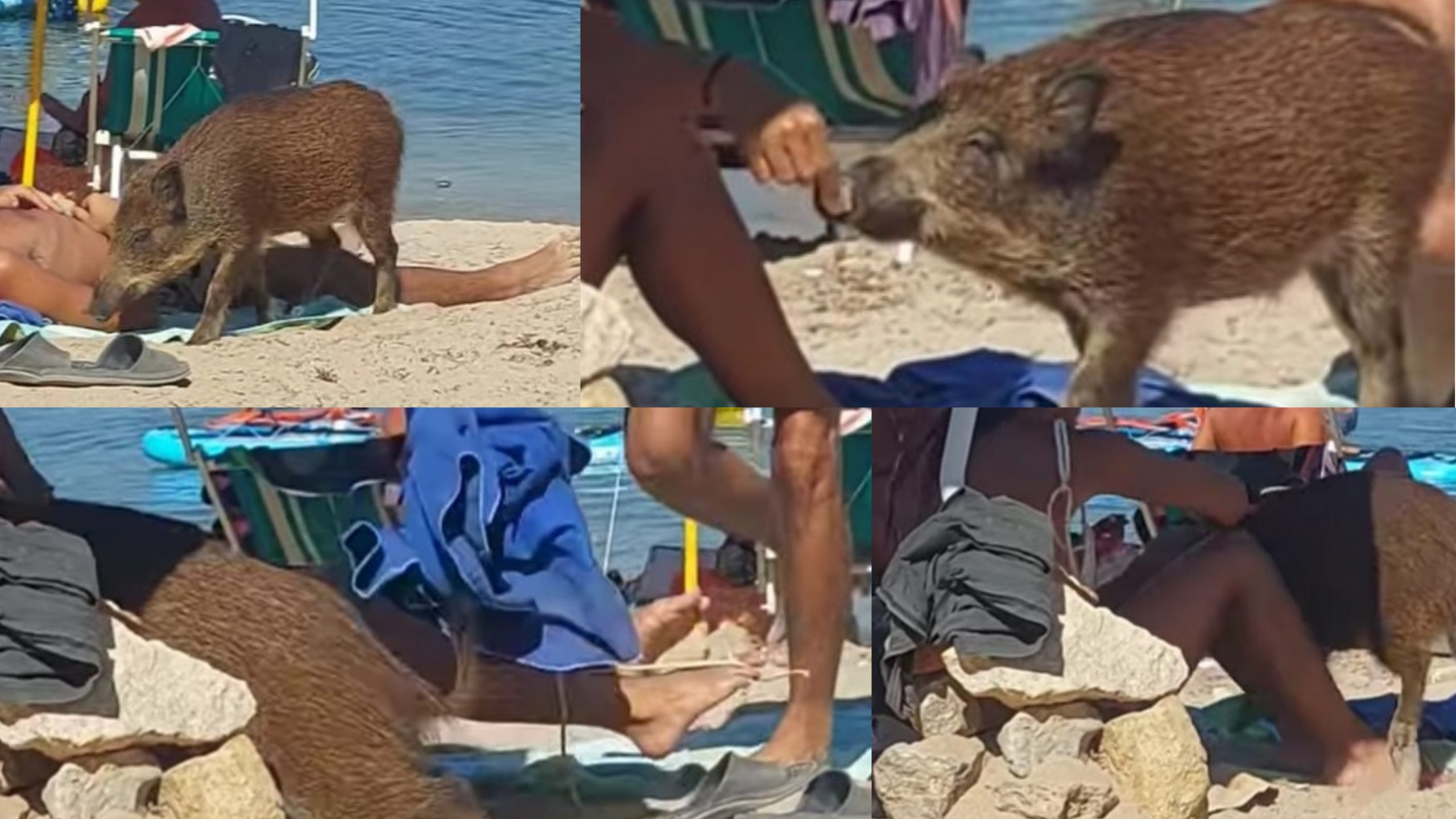 Capo Caccia, cinghiali in spiaggia per saccheggiare le scorte di cibo