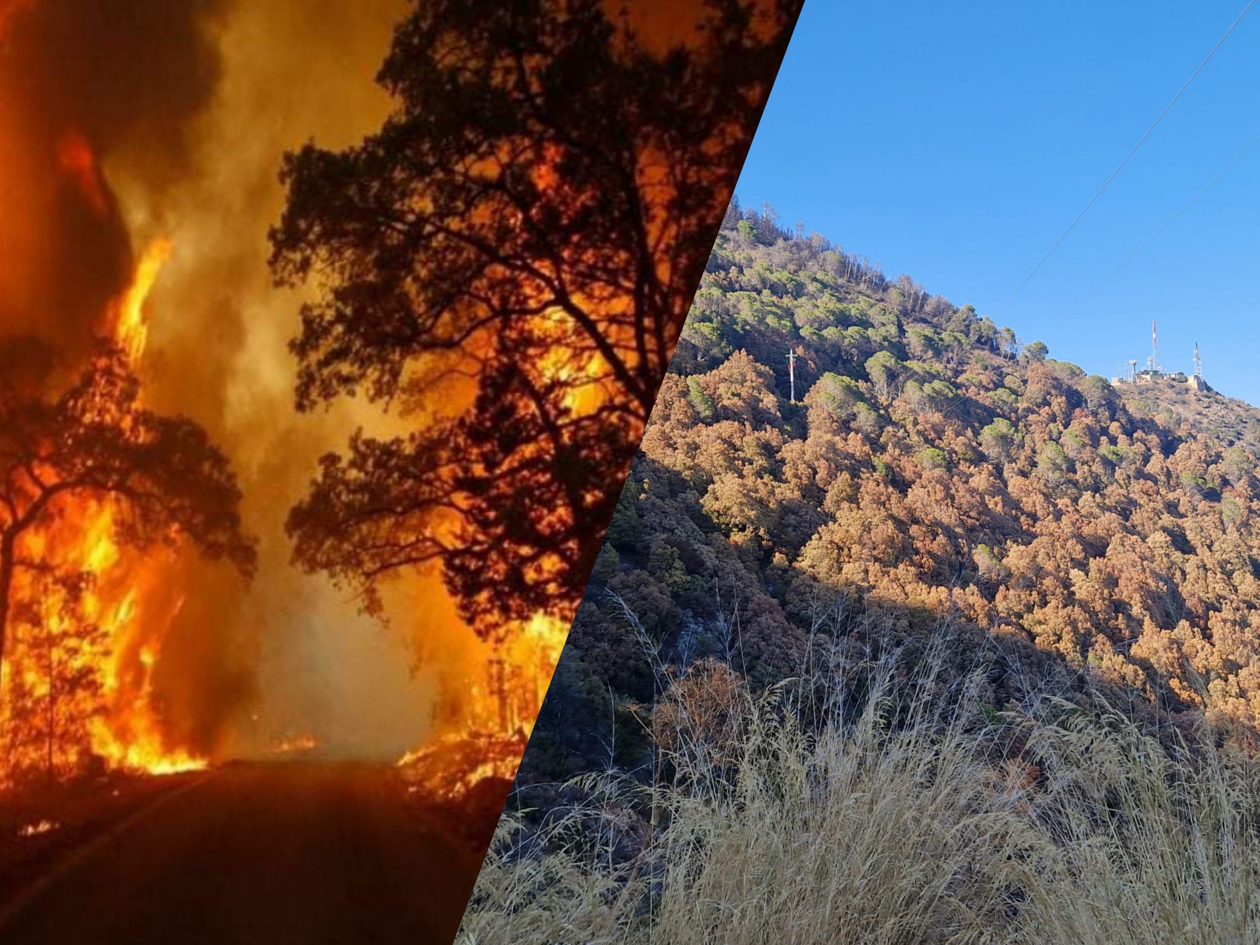 Lecci e sugherete ko in Sardegna, migliaia di piante secche: “Mai successo, mix fatale di incendi e siccità”