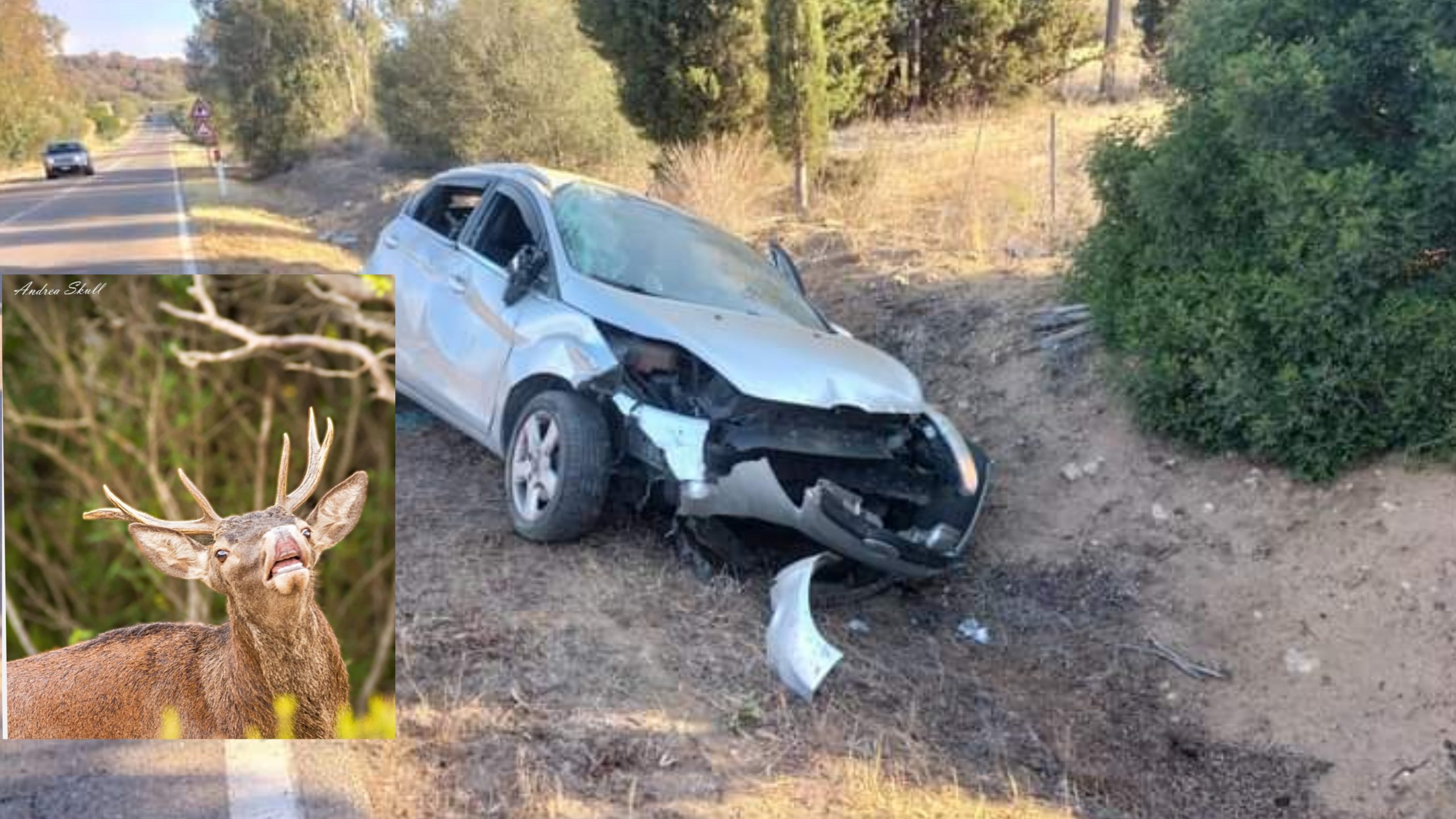Castiadas, finisce fuori strada e si schianta per evitare un cervo