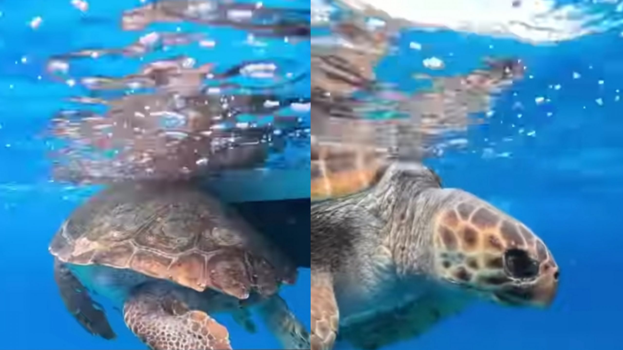 Villasimius, ferragosto fortunato per una tartaruga: salvata dai bagnanti