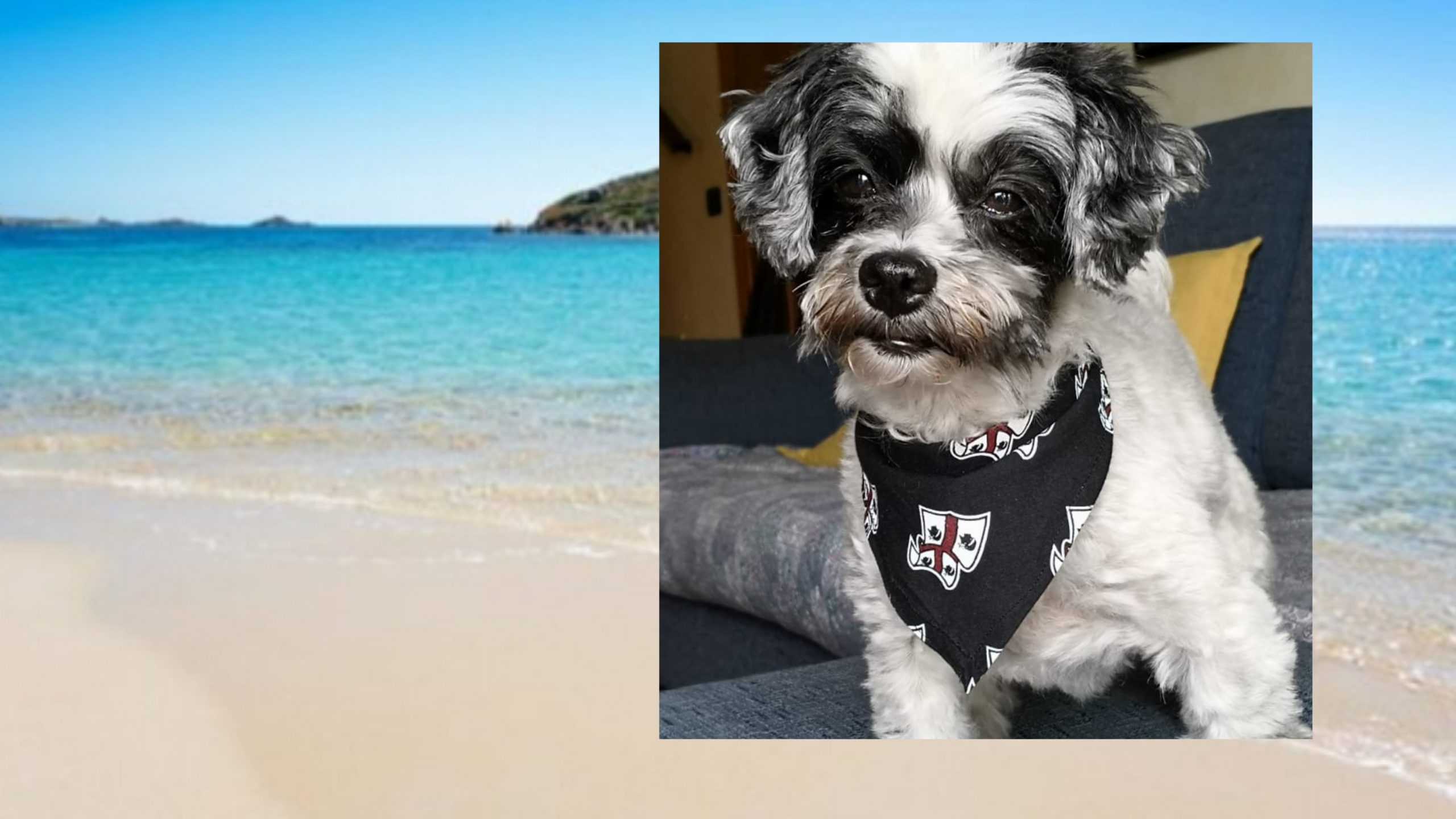 Tra Santa Margherita di Pula e Tuerredda spiagge vietate per gli amici a 4 zampe