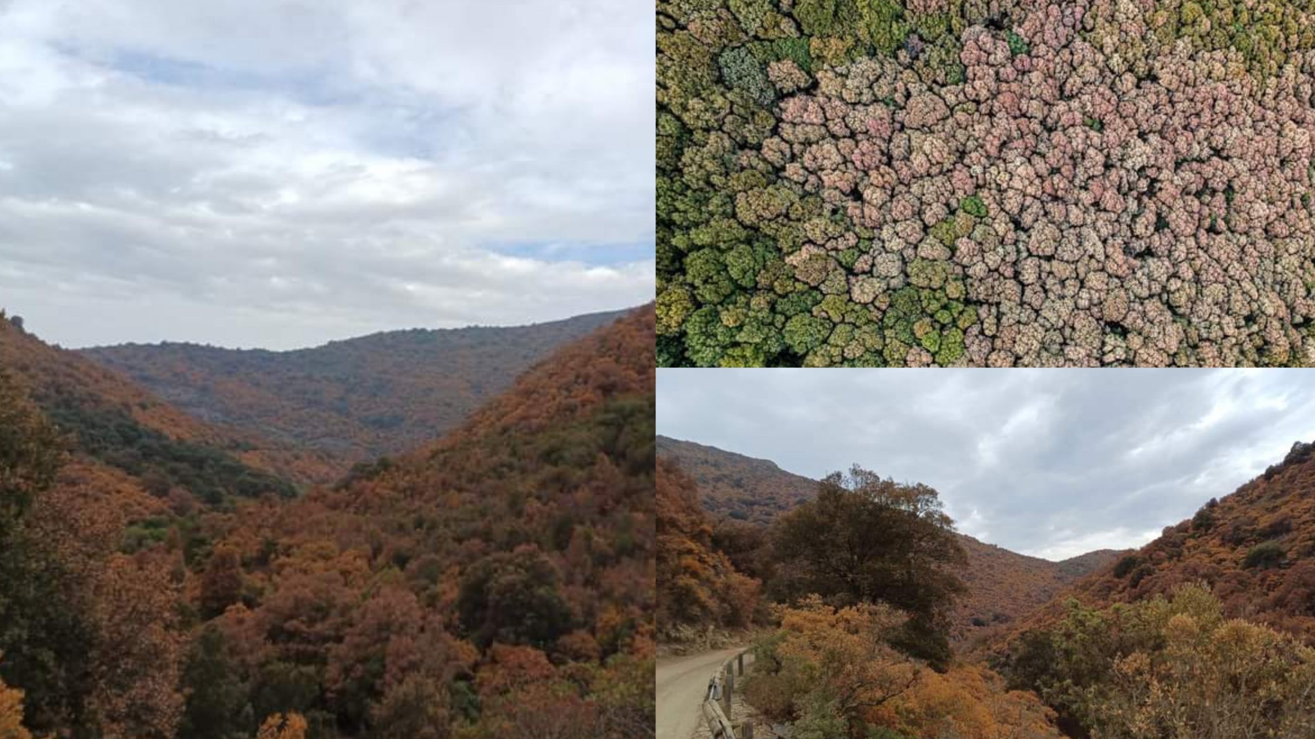 Siccità e attacchi fungini stanno mettendo a dura prova i boschi sardi
