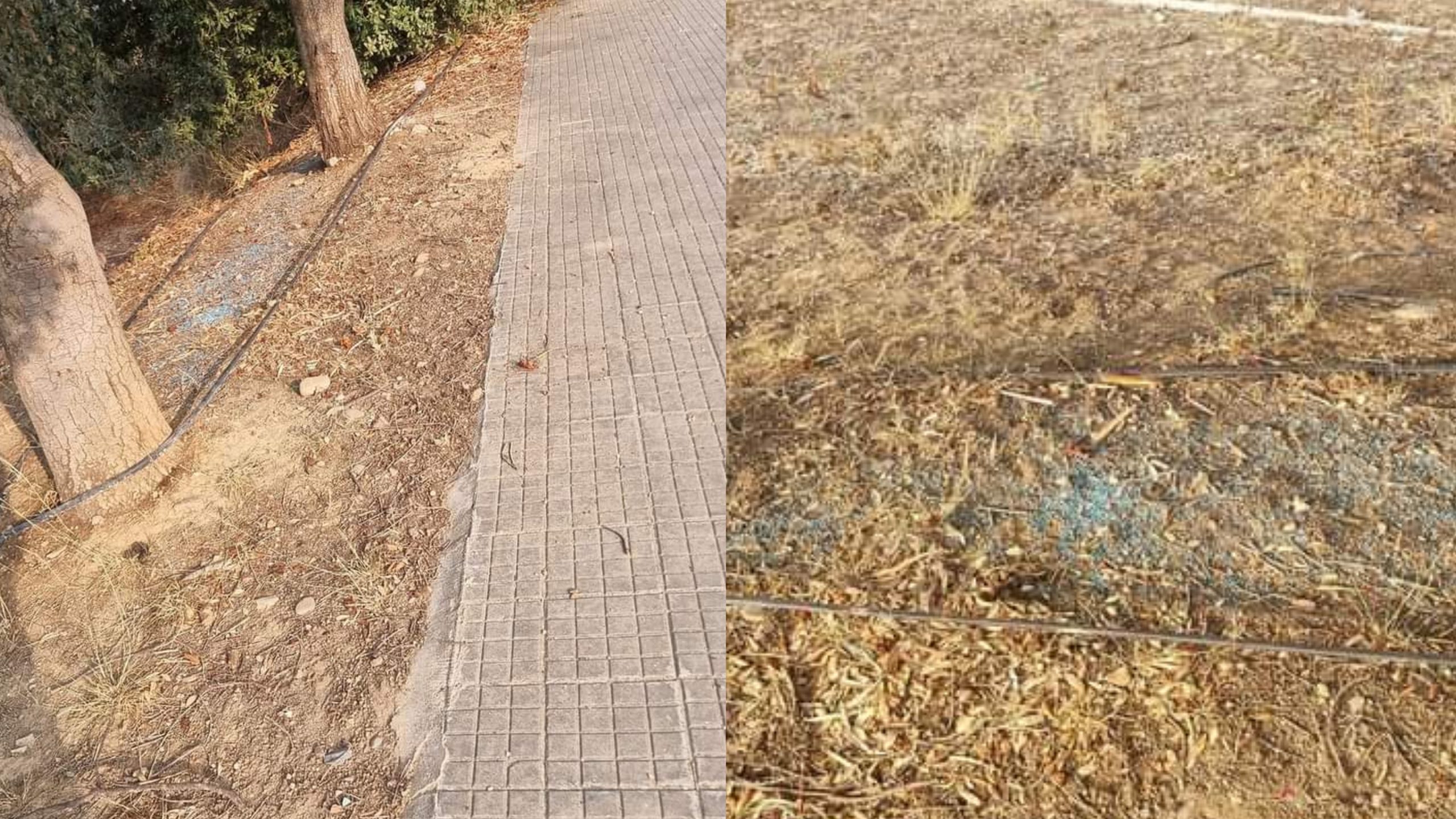 Decimomannu, granelli colorati sparsi vicino agli oleandri: forse del veleno?