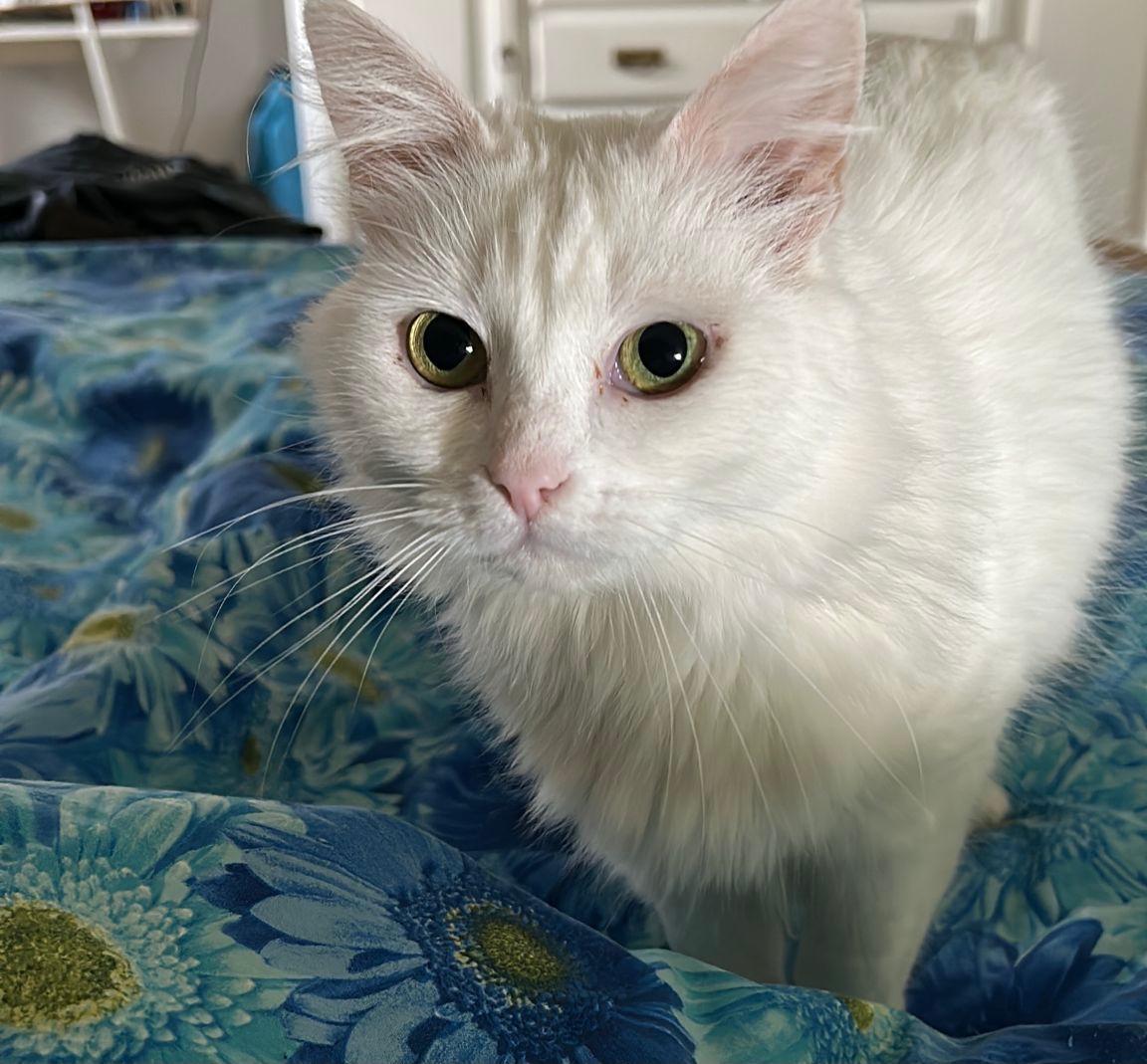 Smarrita Luna a Quartu, l’appello per ritrovarla