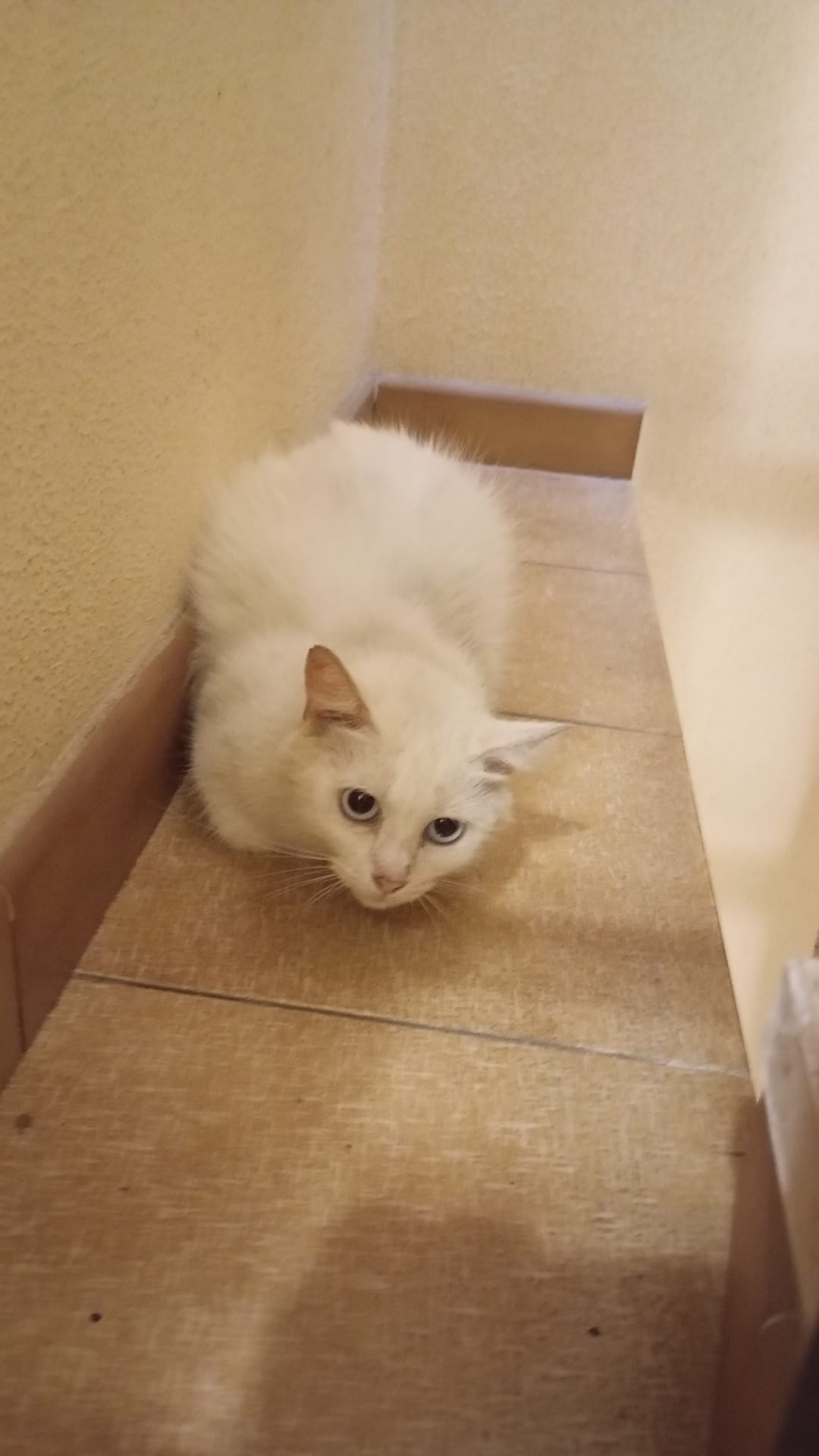 Gatto smarrito a Quartu, chi lo riconosce?