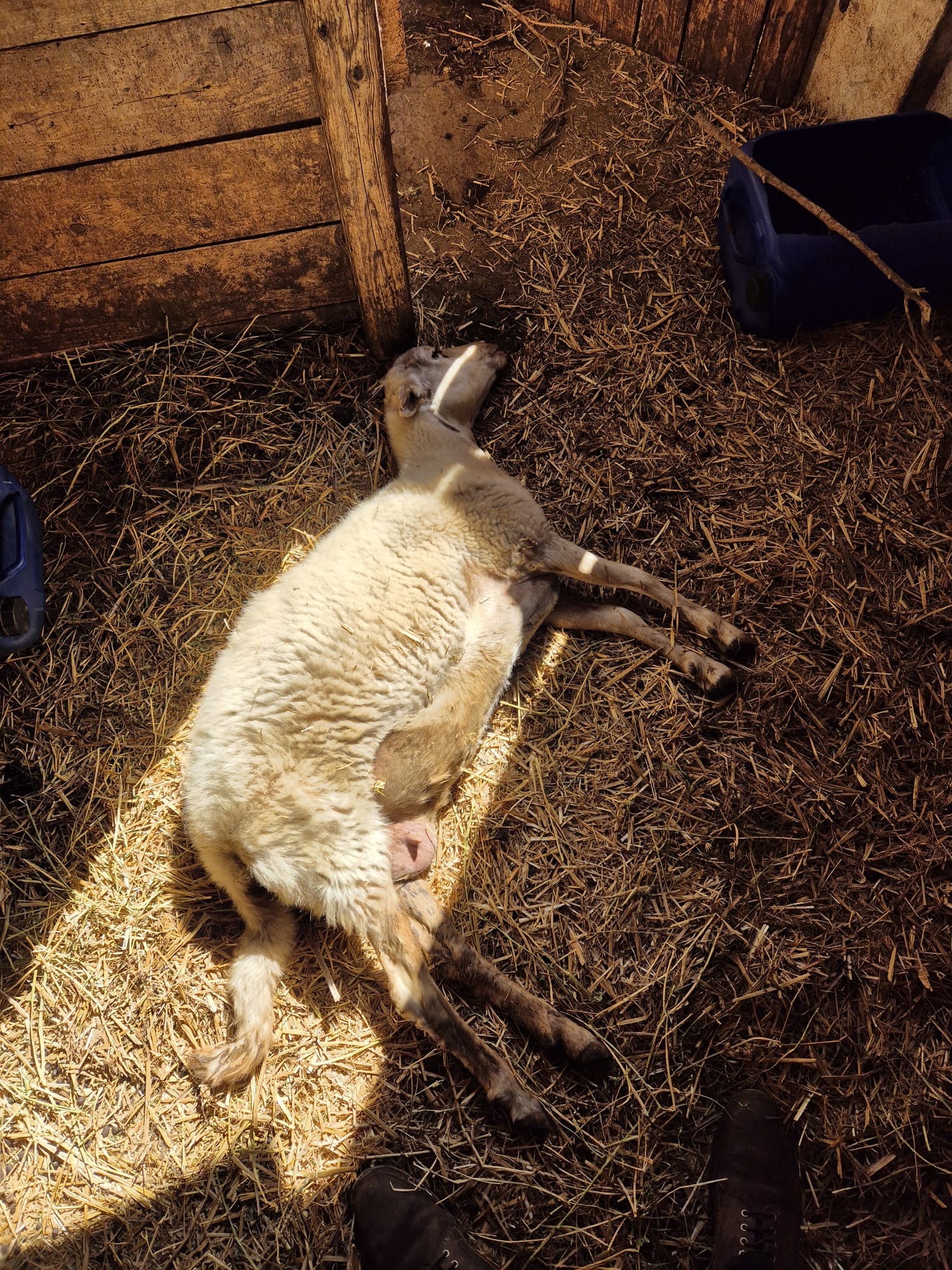 Da Nord a Sud della Sardegna dalla costa occidentale a quella orientale: dilaga la Lingua blu in Sardegna