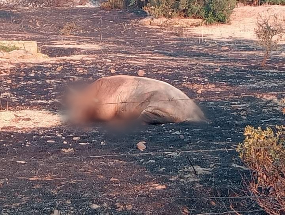 Asuni, morte e distruzione dopo il rogo che ieri ha minacciato le case