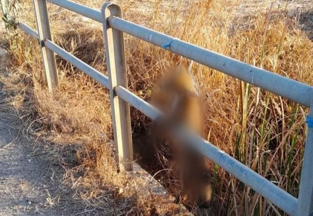 Orrore a Senorbì, una volpe appesa alla ringhiera di un ponte