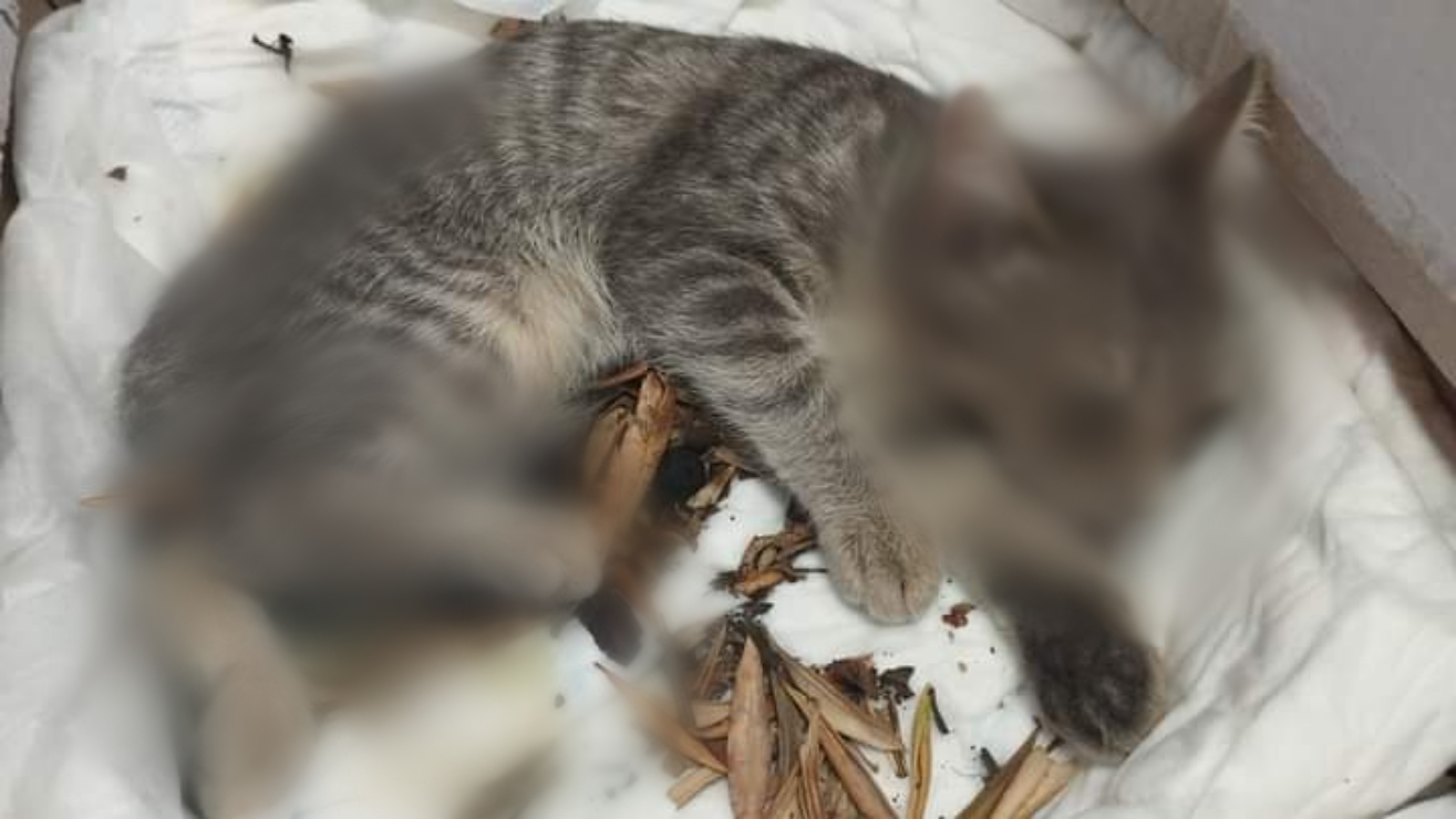 Villa San Pietro, gatti in pericolo in paese, 4 avvelenati e uno sparato alla testa: recuperato vicino alla chiesa da una ragazza