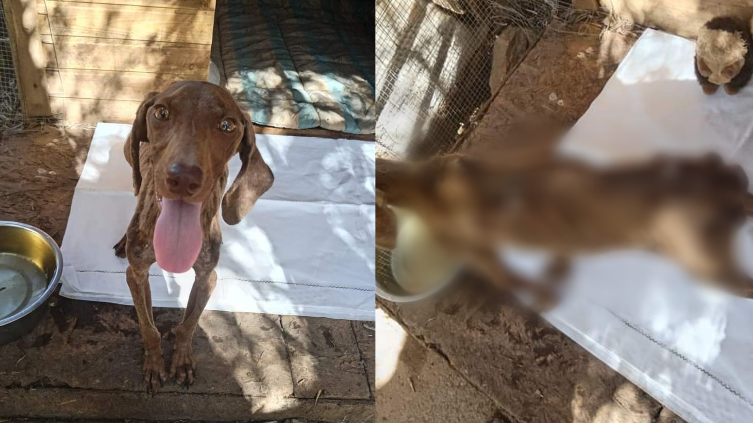Gonnosfanadiga, cagnolina collassata per la sete e la fame salvata dai volontari