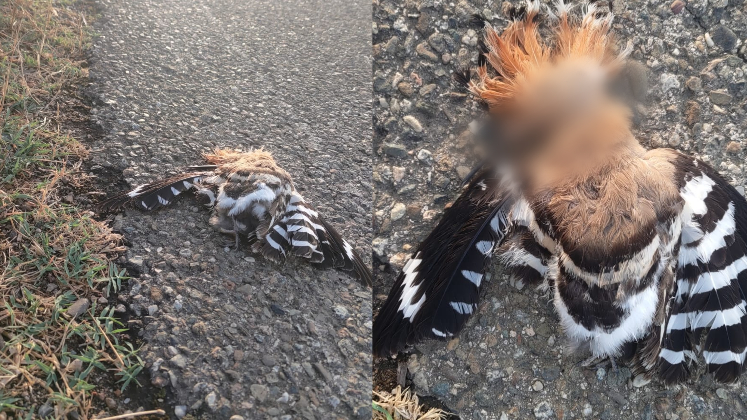 Villacidro, upupa falciato da un’auto in corsa