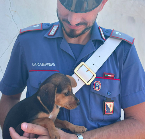 Scoperto un canile abusivo a Flumini di Quartu, animali in condizioni critiche