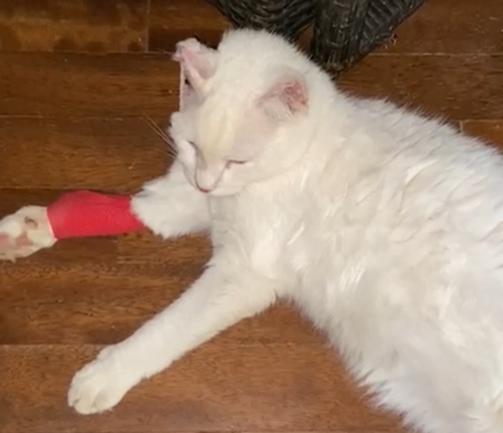 Gara di solidarietà per salvare Bianchina da un carcinoma al canale uditivo