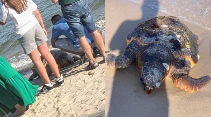 Niente da fare per la tartaruga recuperata sulla Ss 195: “Era già morta”