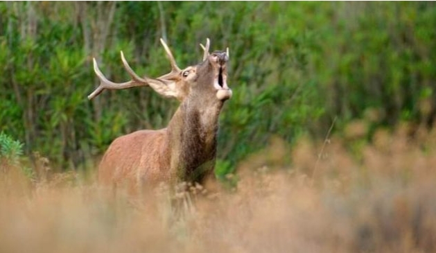 Castiadas, cervo investito da un’auto sulla Orientale Sarda: due feriti