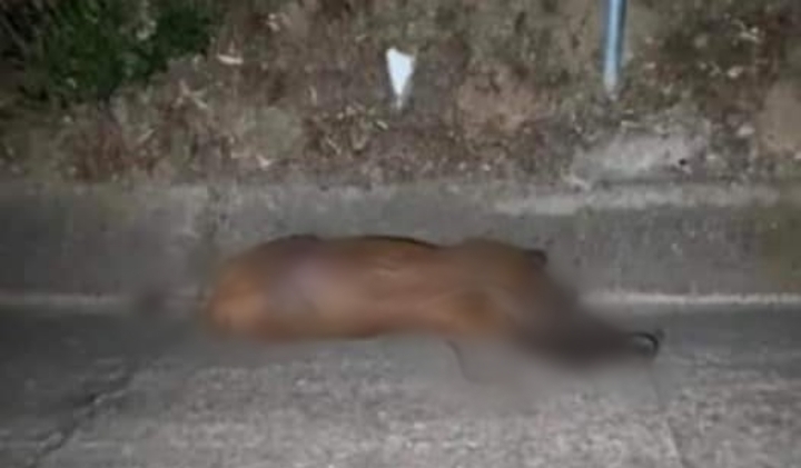 Emergenza fauna selvatica a Castiadas: “Ristoro per gli animali e aree delimitate”