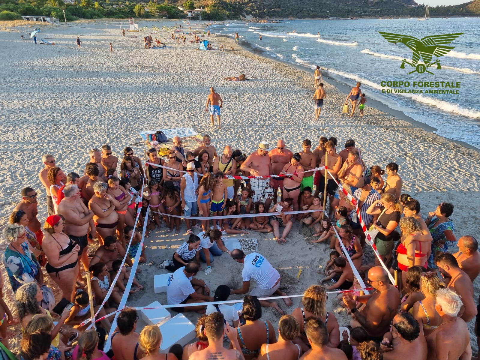 Tertenia, la denuncia della Forestale: “Tartarughine nate in spiaggia maltrattate dai bagnanti e morte”