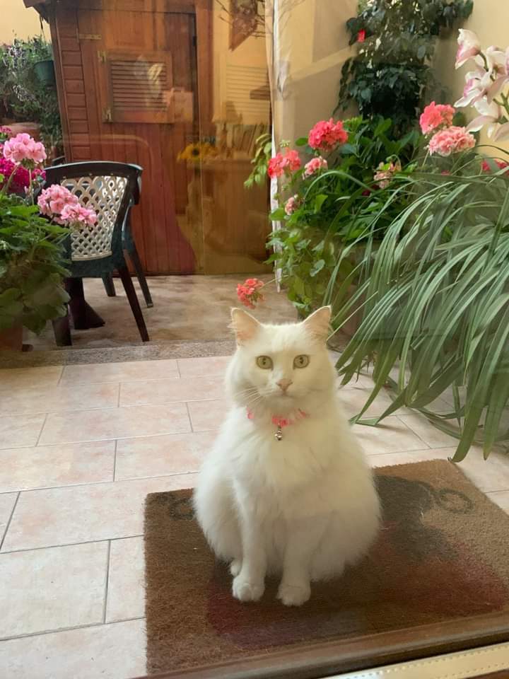 Sos per Topy, scomparsa a Sestu