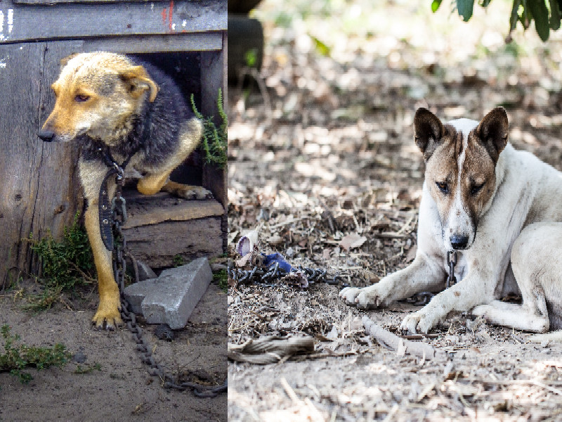 Cani in catena, decine di sos al giorno in Sardegna: “Dalla Todde nessuna ordinanza per salvarli”